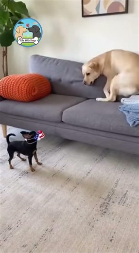 He Thought It Was a Monster! Tiny Dog Scares Giant Lab! 😱