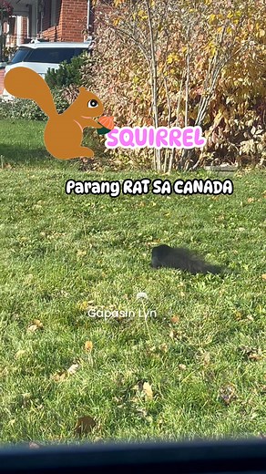 Squirrel in Canada #viralpost2025シ #squirrel #vlogger #ContentMonetization | Gapasin Lyn