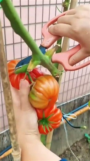 Harvesting Heirloom Tomatoes Using Pink Handled Scissor