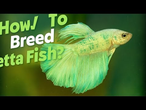 The Secret to Beautiful Betta Fish (No One Tells You!