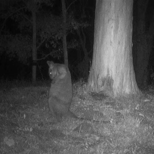 NaturallyGC, Wildlife Queensland and the community have been busy installing wildlife cameras across some of our 909 bushland reserves and the results are incredible! 🐨🦔🦘 If you're interested in connecting with nature and conservation, check out the NaturallyGC program 👉 citygc.au/4n6l8De | City of Gold Coast