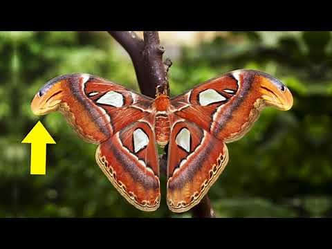 Why are butterflies so colorful?