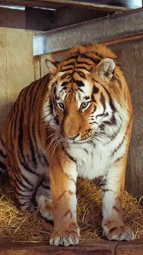 🐾 PAWsome news! We’ve welcomed a new male Amur Tiger all the way from Norway 🇳🇴 🐯3 year old Altai, made an incredible 1135-mile journey from Dyreparken Zoo and is now settling into his new home at Land of the Tigers 🫶 Keep an eye on our socials for updates on Altai’s adventures! 👀 Visit 👉 https://bit.ly/NewTigerAtYWP to read more. | Yorkshire Wildlife Park