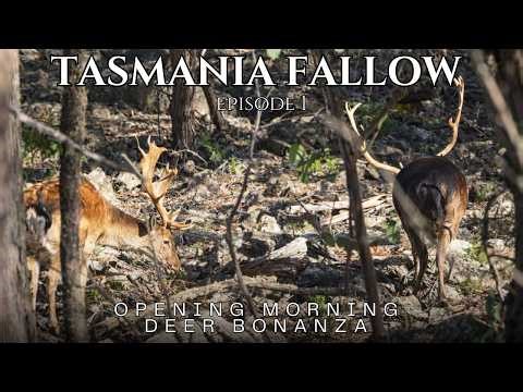 Opening Morning Deer Bonanza! | Episode 1 | Fallow Hunting Tasmania Australia