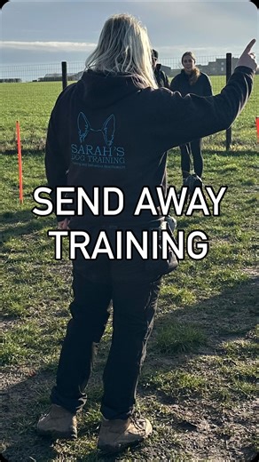 Send Away ➡️🐾 A send away is where a dog is asked to run confidently in a straight line away from the handler towards a clear target, marker or destination. Why we love them…👇 ✨ Builds confidence and independence ✨ Develops clear directional control ✨ Improves focus and impulse control at distance ✨ Strengthens stop cues (sit/down) away from the handler ✨ Gives dogs a purposeful job From pet dogs to competitive obedience, gundog and IPO foundations, send aways teach dogs to think, listen and w