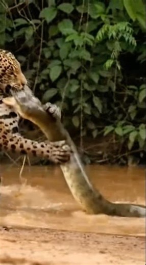 The jaguar hunted an anaconda… and caught it by the head 😱🐆🐍