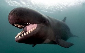 False killer whale - Alchetron, The Free Social Encyclopedia