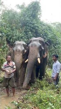 Big Tusker elephant kaniya 🌿🐘💚 #assam #elephant #highlights #animals #viralshort