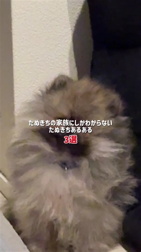たぬきちを飼うと起こること3選