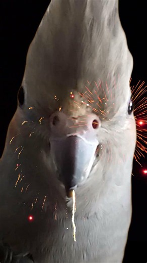 Happy BIRBpendence Day!