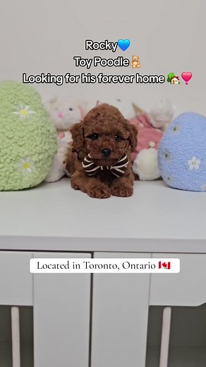 Adopt Rocky: 8-Week-Old Red Toy Poodle in Toronto