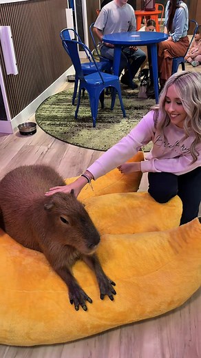 Experience Wild Encounters Cafe in Panama City Beach