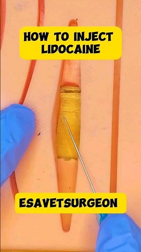 #howto inject lidocaine. #vetlife #surgicalskills #surgicaleducation #injection