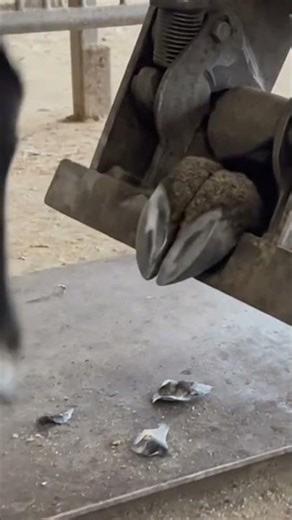 Goat Magic Trimming Machine