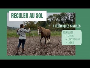 4 façons simples d’apprendre à ton cheval à reculer à pied 🐴