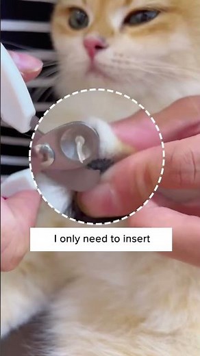 No More Cat Scratches! 😩🐈‍⬛