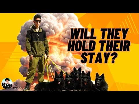 How To Teach Your Dog The Most Epic Down/Stay With ANY Distraction!!
