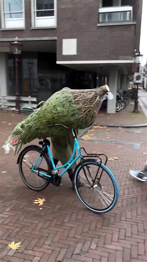 designboom magazine on Instagram: "@hrudography shows us how amsterdam brings home a christmas tree 🌲🚲 #designboom #streetphotography #amsterdam"