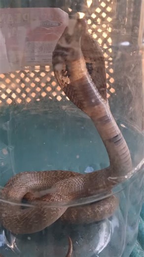 Ajith snake rescuer 🐍🐍🐍 on Instagram: "Cobra hide on the motor #rescue #snake #spectecalcobra #highly #venoumes #nuerotoxin #rescue #ajith #idppadi #animalslover #wildlifelover"