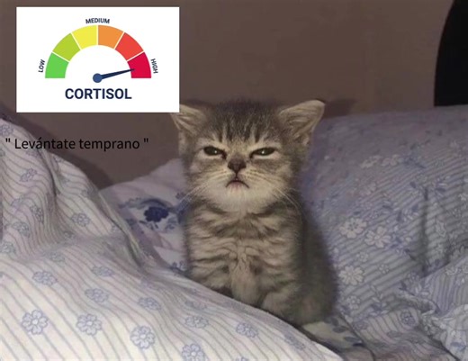 quememos la escuela 😜 #nofloopplease #tiktokponmeenparatiporfa #noflop #cortisol #CapCut