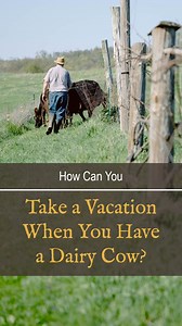 4.7K views · 57 reactions | "We can't have a dairy cow! We'll never...