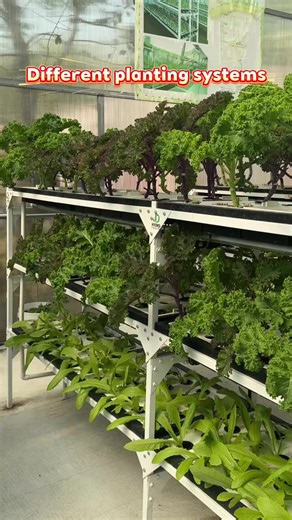 Different crops use different hydroponic systems. What crops do you need to grow more?#Hydroponics #hydroponics #verticalfarming #greenhouse #HealthyVeggies