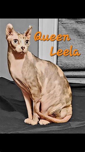 We are blessed to share our time and space with four beautiful Sphynx queens. #sphynx #sphynxcat #sphynxlife #sphynxcommunity Rainbow Promise Sphynx Cattery | Rainbow Promise Sphynx Cattery