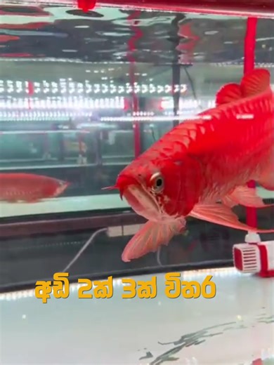 STOP ❗ Don’t buy an Aravana before watching this! This isn’t a normal fish… it’s a monster that needs the PERFECT tank setup to survive and thrive. 🐟🔥 Thinking of keeping one at home? Make sure your aquarium is ready first! #Aravana #ArowanaFish #MonsterFish #AquariumTok #FishTankLife