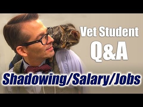 Vet Student Q&A - Different Jobs, Career Salary, and Shadowing a Veterinarian