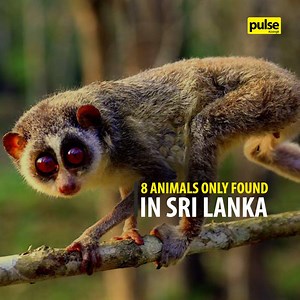 10K views · 208 reactions | Our little island is home to some incredibly diverse wildlife. Here are 8 magnificent creatures you can only find in Sri Lanka! How many of them have you spotted? #PulseLK #beinformed #livingit #endemic #srilankanwildlife #animals #lka | Pulse | Facebook