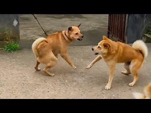 Stray dogs in countryside do noise and fight with friends