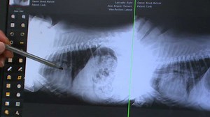 Veterinarian prescribes COVID-19 drug for mystery dog illness: 'It's kind of a death sentence if we don't'