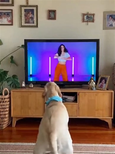 20 Adorable Dog Dancing Videos