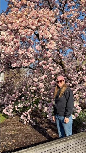 🌸 Magnolia Update with Sarah 🌸 #BotanicGarden