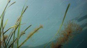 School of Sand eels, also called Northern Sand lance (lat.: Ammodytes dubius) swimming around in shallow water.