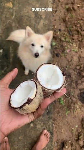 Cutest Baby Coconut Squeeze 🌴🥥 | #shorts #satisfying #nature