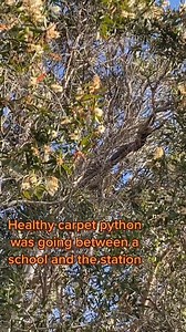 When the Police Call you to a snake call!! 👮‍♀️ 🚨 #Snake #police #cop | Wildlife With Stuart Mckenzie