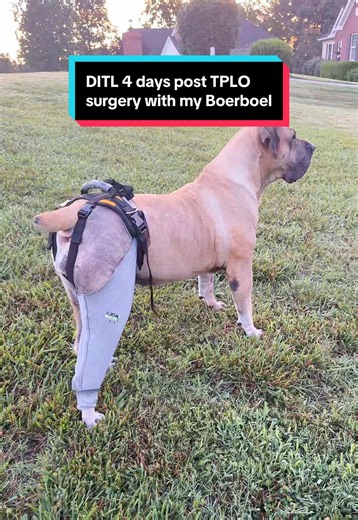 Spend a whole day with us from 6:00 am - 10:30 pm caring for our Boerboel who had TPLO surgery 4 days ago. #boerboel #vetmed #dogsurgery #postop #dogowner