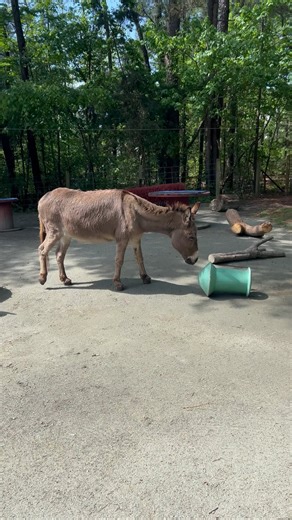 Rolling into Tuesday like... 🫏⚡️ Lightning the donkey gives the tumbler enrichment a go! You may notice Lightning is limping a little on his front right foot. He has an abscess that is being monitored and treated by his veterinarian and our Animal Care Team! | Museum of Life and Science