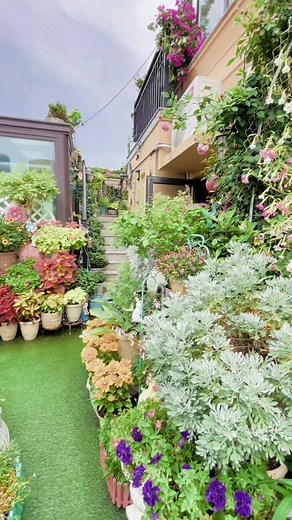 Very beautiful flowers home garden 🌻🏡🌻🏡🏡🏡🌻🏡🏡🏡🏡🏡 | Nature videographer