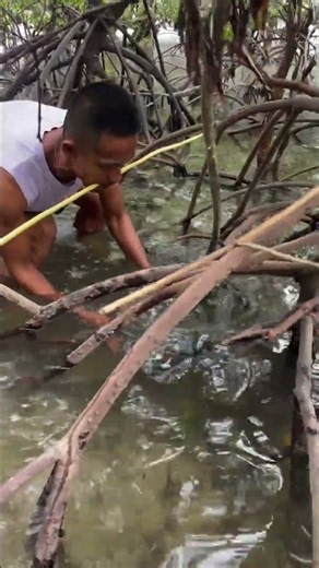 🐟 Hand Catching a Grey Mullet in Mangrove Water!