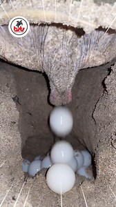 Musim penyu bertelur sekitar bulan Maret sampai September, dan musim menetas sekitar bulan April sampai Oktober. Sea turtle nesting season is approximately from March to September each year. Sea turtle hatching season is from approximately April to October each year. #musimpenyu #penyubertelur #baliseaturtlesociety #penyulekang #lepidochelysolivacea #bali #indonesia | Bali Sea Turtle Society (BSTS)