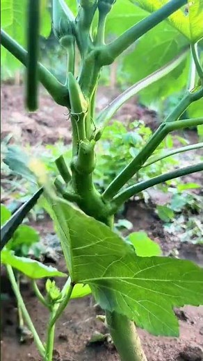 #種植小技巧 #秋葵種植 #整枝打杈 #柒柒在鄉村