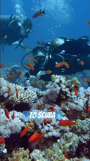 Scuba vs Snorkeling and Freediving #snorkeling #snorkel #scubadiving