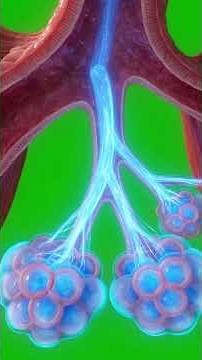 What Happens to Your Lungs After Just 1 Week of Quitting Vaping? | Lung Recovery Explained