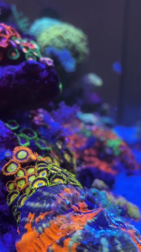 It’s dinner time for the corals! #saltwateraquarium #feeding #fyp #corals #aquarium #reeftank #mixedreef #reefinghobby #redsea90s