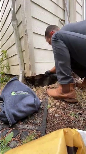 Mouse exclusion using wire mesh with Westside Pest Control - #keepmiceout