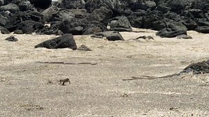 6.4K views · 68 reactions | IGUANA vs SNAKES! Get ready for a striking video ride! | Jules Verne Adventures | Facebook