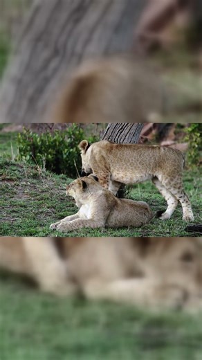 Lion Cubs playing