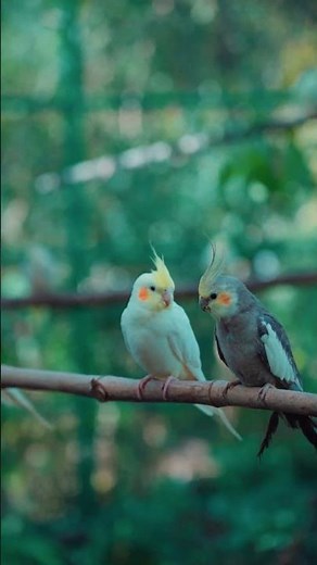 🌿🏡 Wake Up to Nature at Devs Camp 🕊️🌳